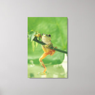 Toile Grenouille d'arbre 6