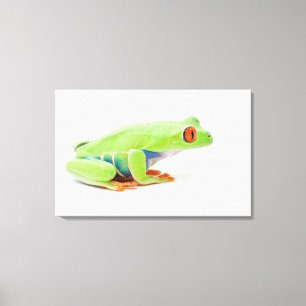 Toile Grenouille d'arbre aux yeux rouges (Agalychnis