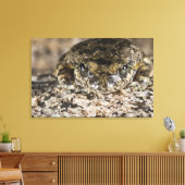 Toile Grenouille des arbres de Californie (Pseudacris ca (Insitu(Salon))