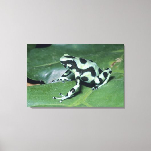 Toile Grenouille flèche empoisonnée, (Dendrobates auratu (Recto)