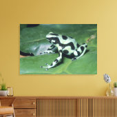 Toile Grenouille flèche empoisonnée, (Dendrobates auratu (Insitu(Salon))