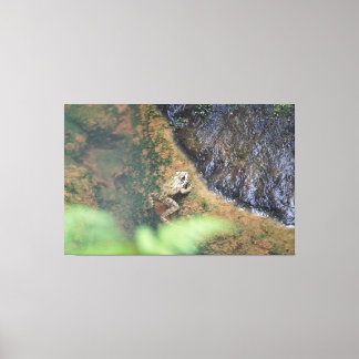 Toile Grenouille ibérique dans les Açores