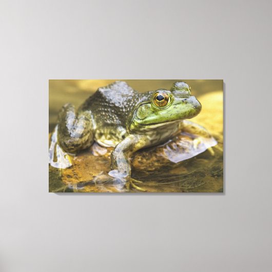 Toile Grenouille le long de la rivière Buffalo, Mile 126 (Recto)