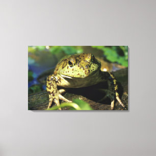 Toile Grenouille taureau.