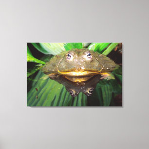 Toile Grenouille-taureau africaine, Pyxicephalus