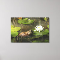 Grenouille taureau en Lily Pond