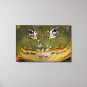 Toile Grenouille taureau fouisseuse africaine, Pyxicepha