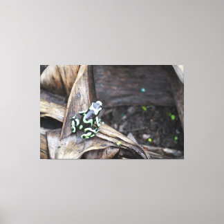 Toile Grenouille verte et noire arboricole
