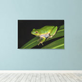 Toile Grenouille verte (Hyla cinerea) 2 (Insitu (Plancher de Bois))