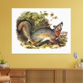 Toile Grey Fox / Grey Fox Audubon's American Quadrupeds (Insitu(Salon))