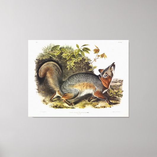 Toile Grey Fox / Grey Fox Audubon's American Quadrupeds (Recto)