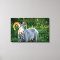 Gros mouton à cornes