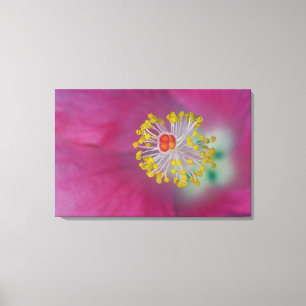 Toile Gros plan de l'estomac à fleurs d'Hibiscus, Hibis