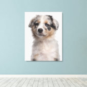 Toile Gros plan du chiot de Blue Merle Australian Shephe (Insitu (Plancher de Bois))