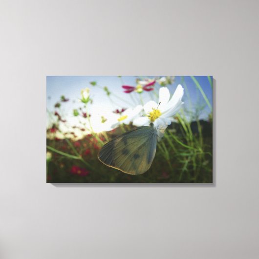 Toile Gros plan du papillon sur la fleur (Recto)