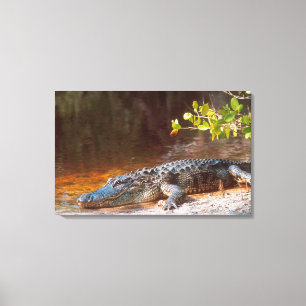 Toile Gros plan d'un alligator américain au J.N.