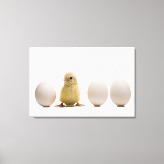 Toile Gros plan d'un bébé poussin avec trois oeufs (Recto)