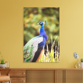 Toile Gros plan d'un paon (Insitu(Salon))