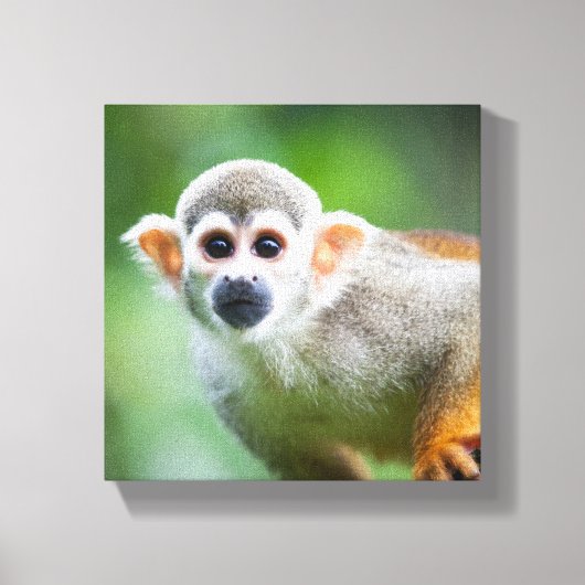 Toile Gros plan d'un singe écureuil commun (Recto)