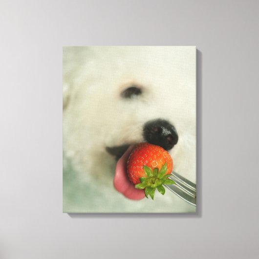 Toile Gros plan d'une Bichon Frise mangeant une fraise (Recto)