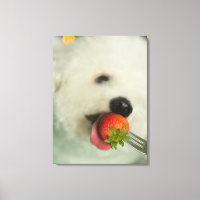 Gros plan d'une Bichon Frise mangeant une fraise