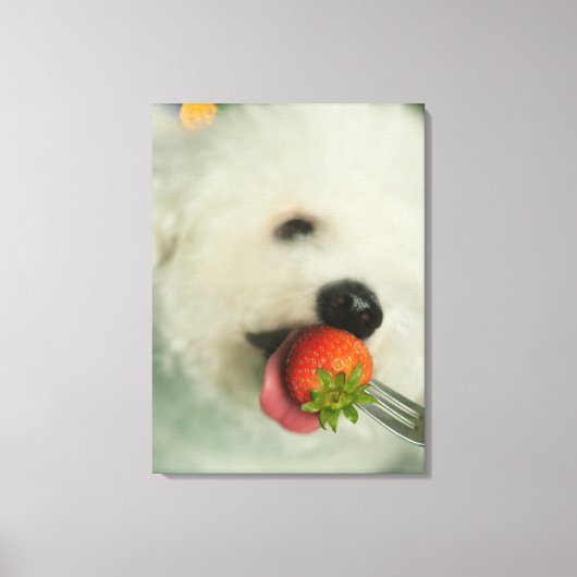 Toile Gros plan d'une Bichon Frise mangeant une fraise (Recto)