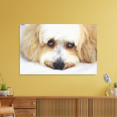 Toile gros plan humoristique de bichon frise dog (Insitu(Salon))