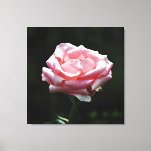 Toile Gros plan Rose (Recto)