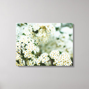 Toile Gros plan sur des fleurs de Spirea blanches sur to
