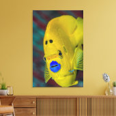 Toile Gros plan sur un poisson-ange (Insitu(Salon))