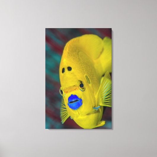 Toile Gros plan sur un poisson-ange (Recto)