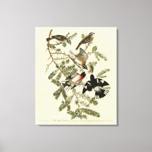 Toile Grosbeak à poitrine rose, Oiseaux d'Amérique d'Aud