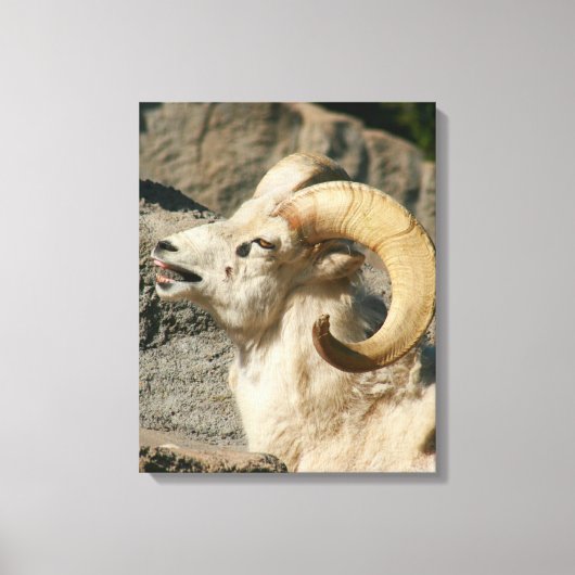 Toile Grosse corne Mouton rire (Recto)