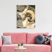 Toile Grosse corne Mouton rire (Insitu(Salon))