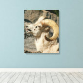 Toile Grosse corne Mouton rire (Insitu (Plancher de Bois))
