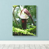 Toile Grosse Jack Dans La Fleur De Pulpit Fermer (Insitu (Plancher de Bois))