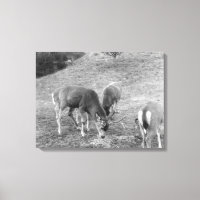 Groupe de cerfs à Hot Springs Photographie