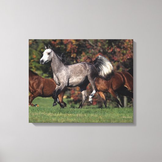 Toile Groupe de Chevaux arabes en course (Recto)