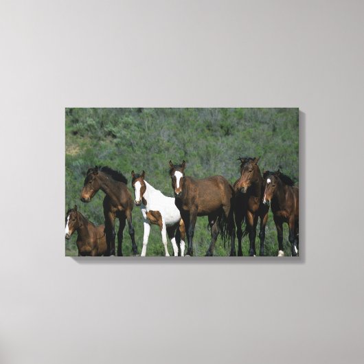 Toile Groupe de Chevaux sauvages Mustang (Recto)