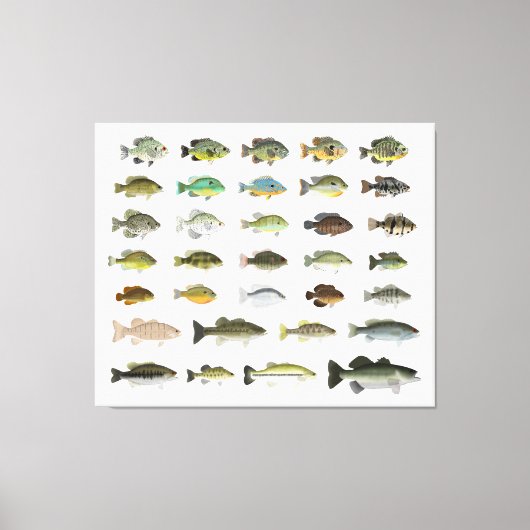 Toile Groupe Sunfish de l'Amérique du Nord (Recto)