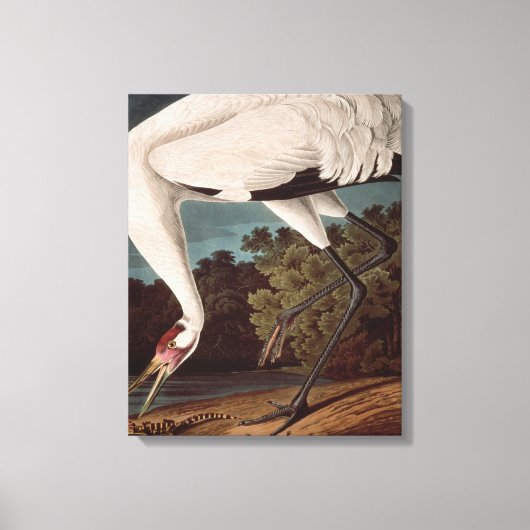 Toile Grue blanche, de 'Birds of America' (Recto)