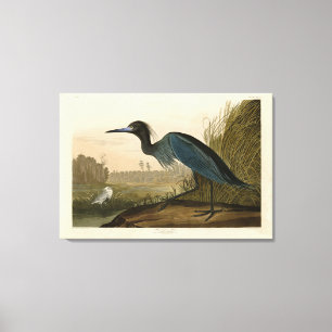 Toile Grue bleue, Heron, d'Audubon's Birds of America
