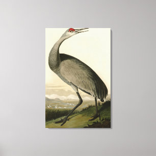 Toile Grue de Sandhill d'Audubon's Birds of America