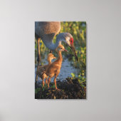 Toile Grue du Canada avec poussins, Floride (Recto)
