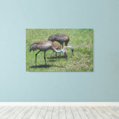 Toile Grues de Floride marchant dans un champ vert (Insitu (Plancher de Bois))