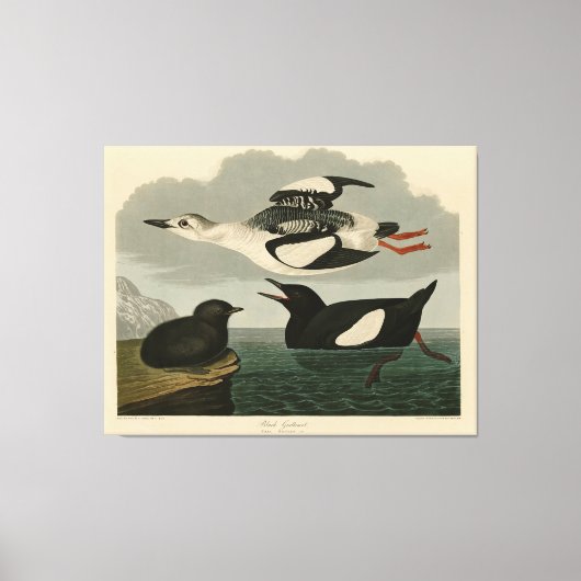 Toile Guillemot noir des oiseaux d'Amérique d'Audubon (Recto)