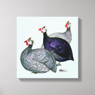 Toile Guineas trois