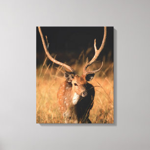 Toile Habitat naturel du chital Parc national de Bandh