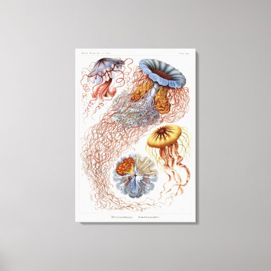 Toile Haeckel Jellyfish, Discomedusa (Recto)