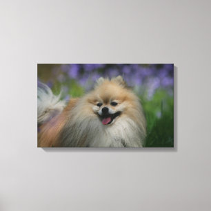 Toile Halètement de Pomeranian